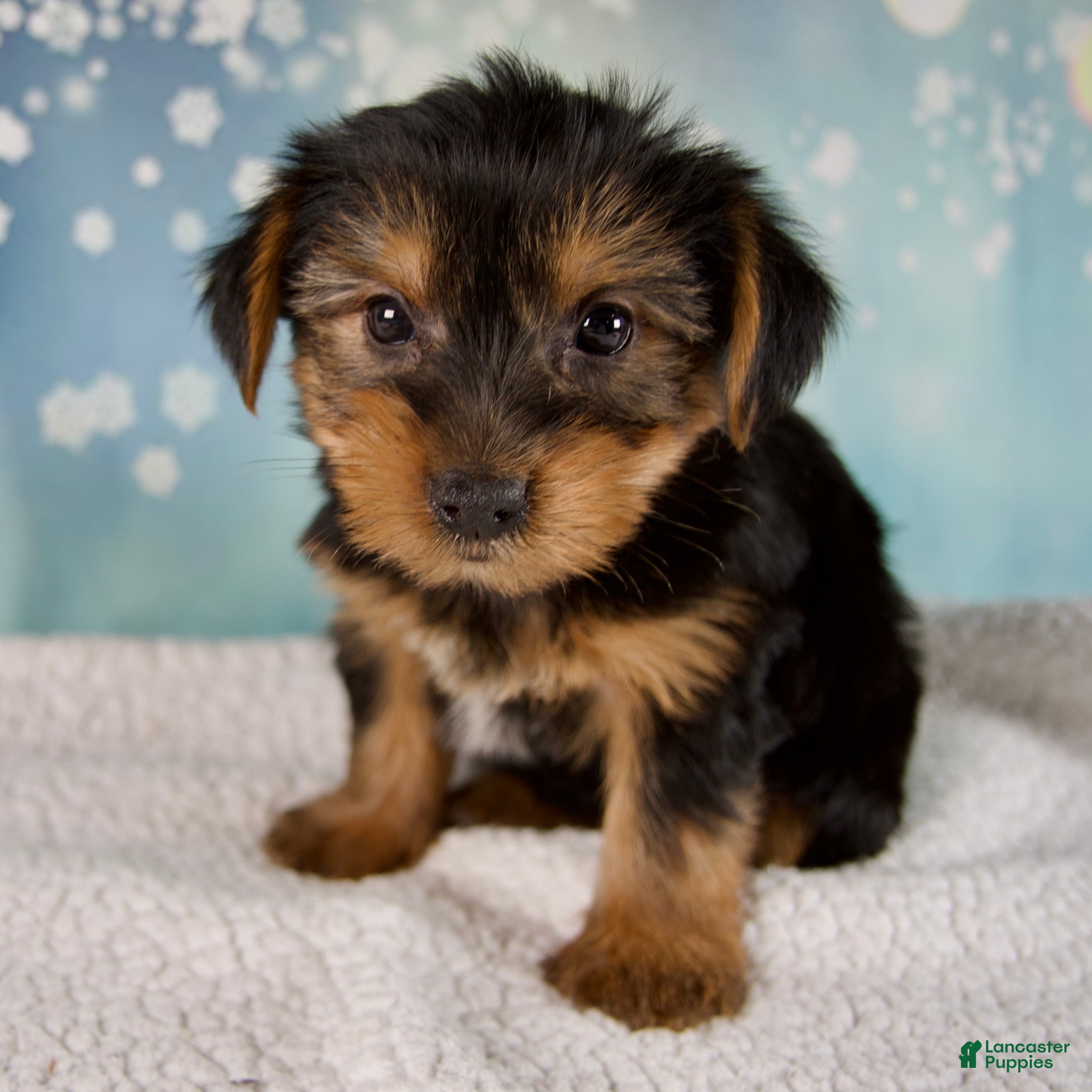 Morkie dogs Bentley - Ad 6