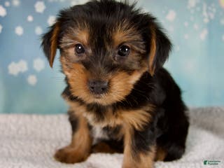 Morkie dogs Bentley - Ad 23
