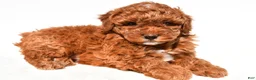 Miniature Poodle dogs for sale: Bailey - Ad 3
