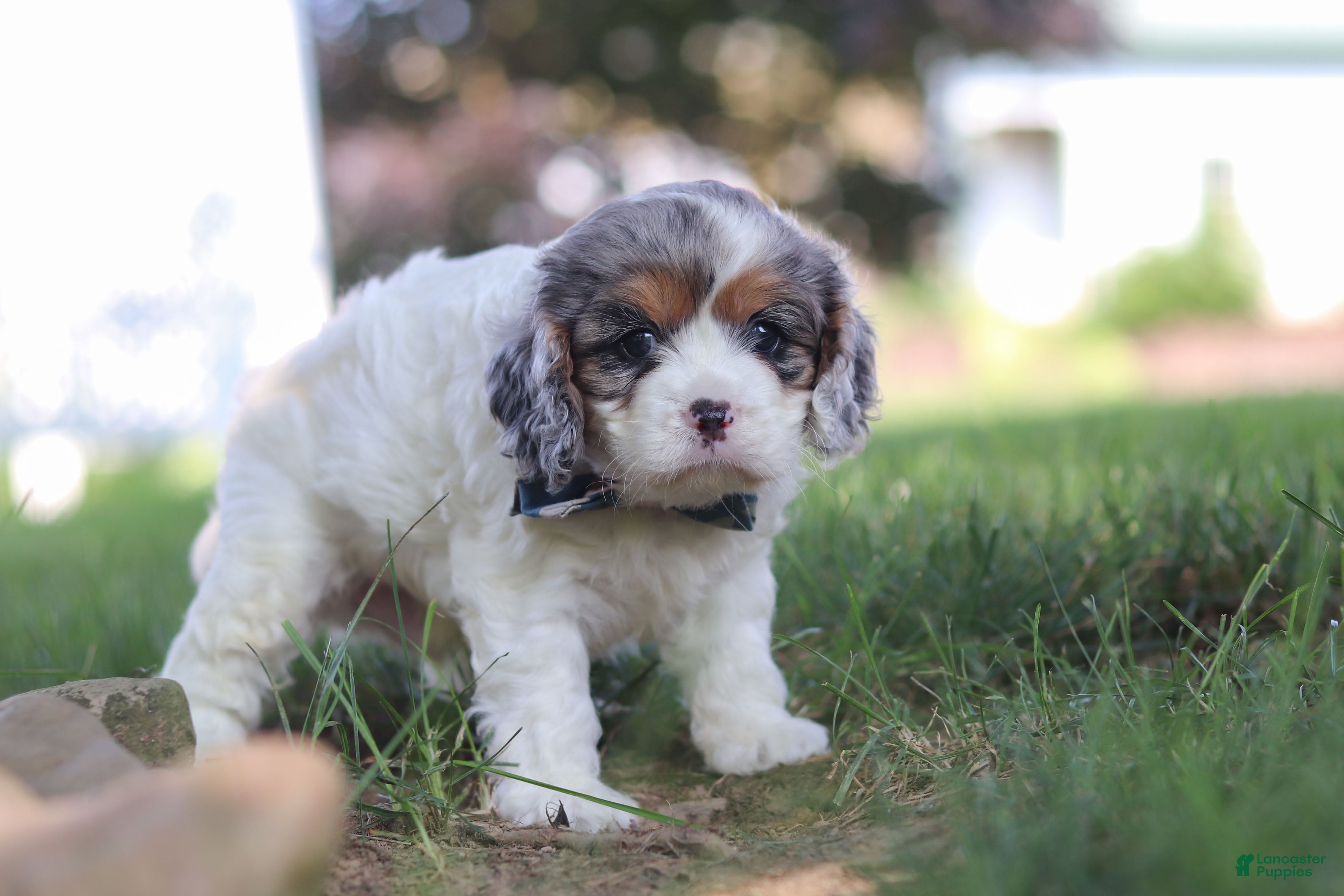 Cavapoo dogs Kai - Ad 2