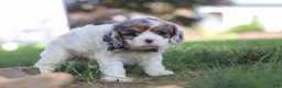 Cavapoo dogs for sale: Kai - Ad 2