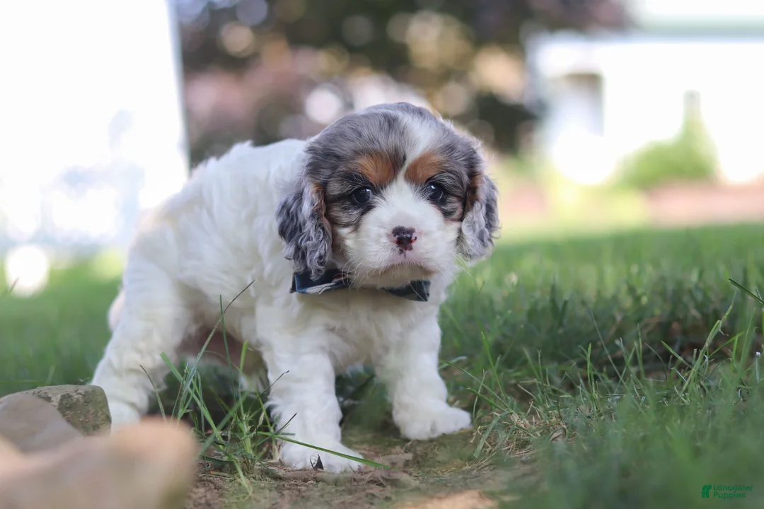 Cavapoo dogs for sale: Kai - Ad 2