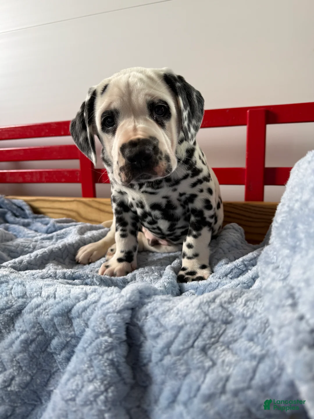 Dalmatian dogs for sale: Stanley - Ad 1