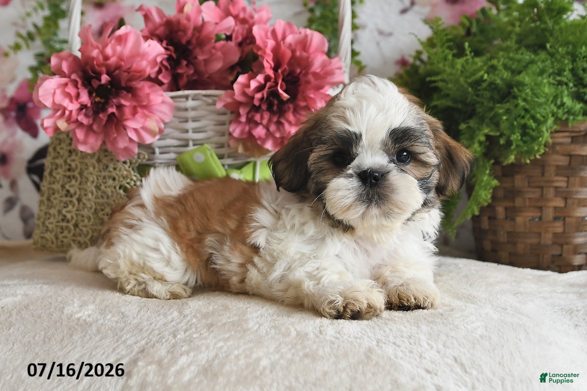 Shih Tzu dogs Kashton - Ad 1