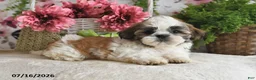 Shih Tzu dogs for sale: Kashton - Ad 1