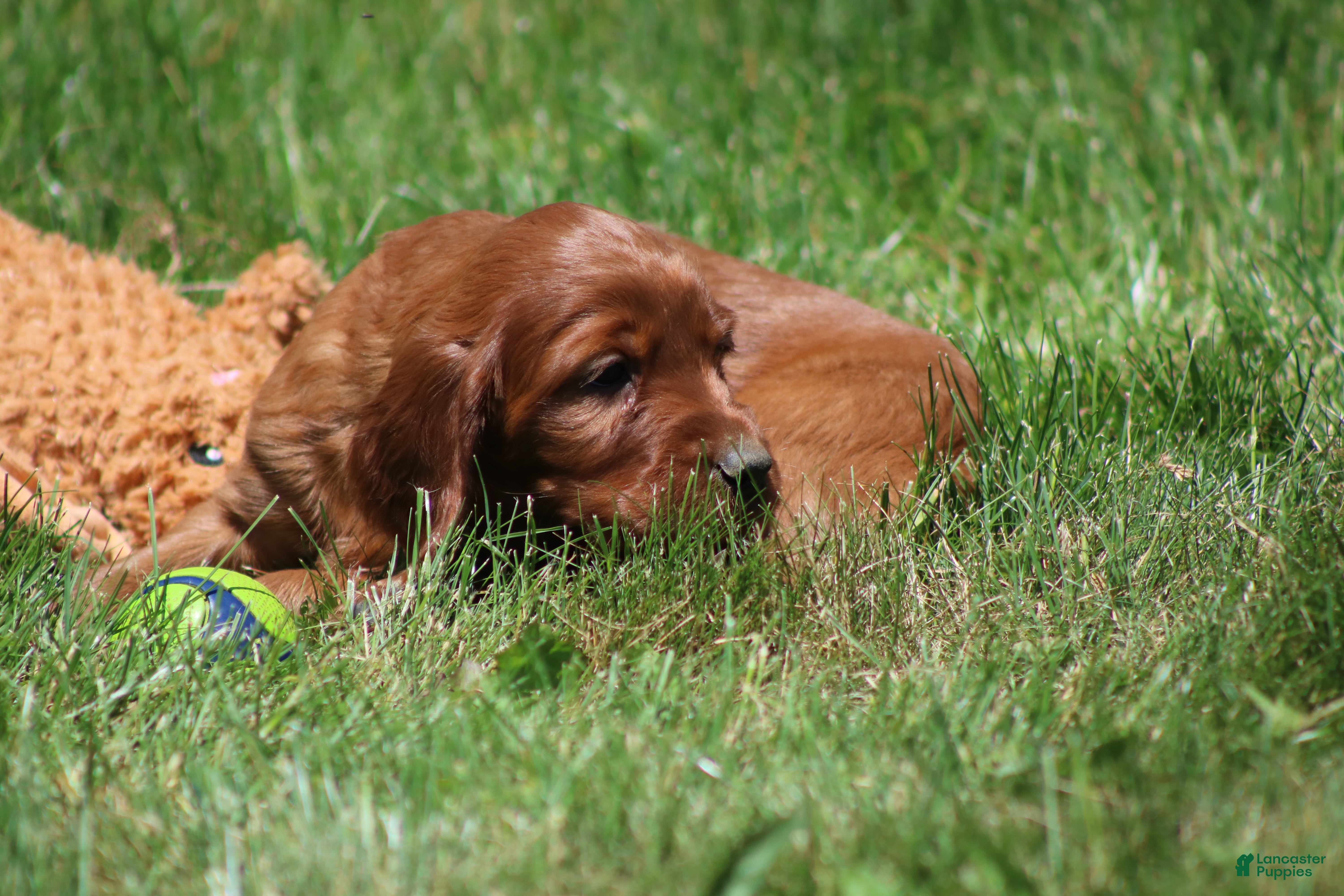 Irish Setter dogs for sale: Romeo - Ad 3