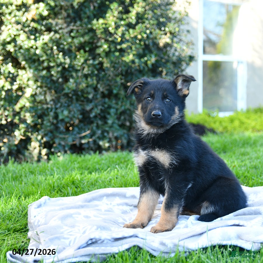 German Shepherd dogs Laurel - Ad 1