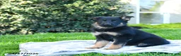 German Shepherd dogs for sale: Laurel - Ad 1