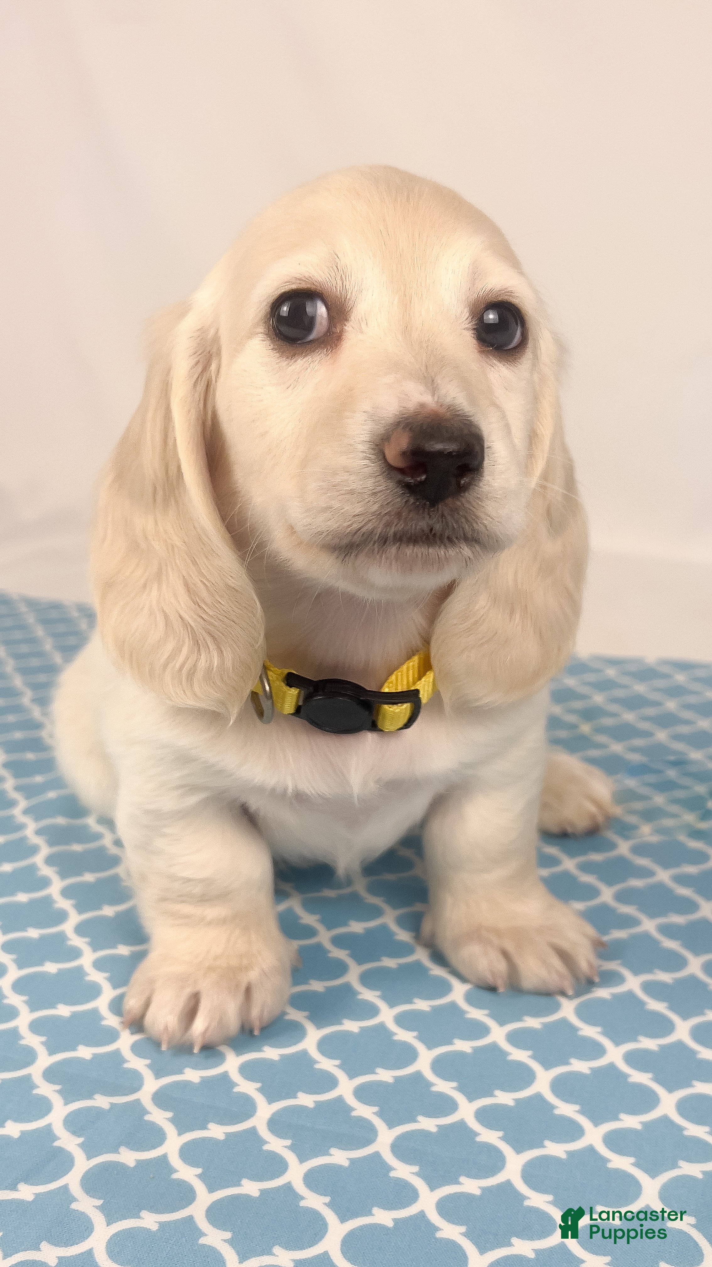 Miniature Dachshund dogs Mozzarella - Ad 2