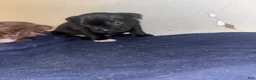 Mixed Breed dogs for sale: One paw - Ad 4