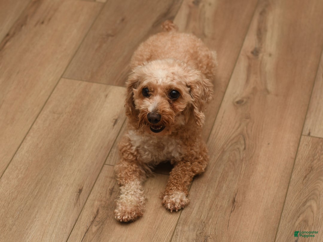 Bichpoo dogs for sale: Teddy Bear  - Ad 5