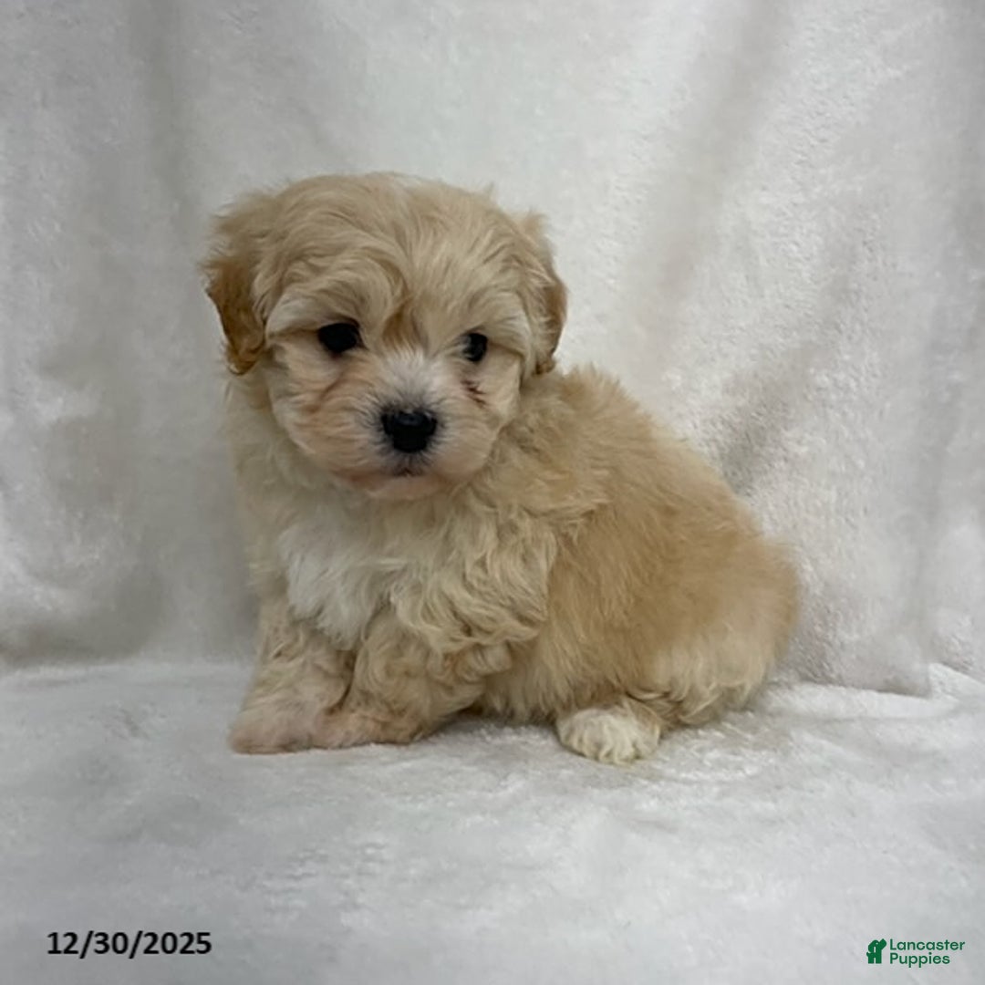 Maltipoo dogs for sale: Twix - Ad 3