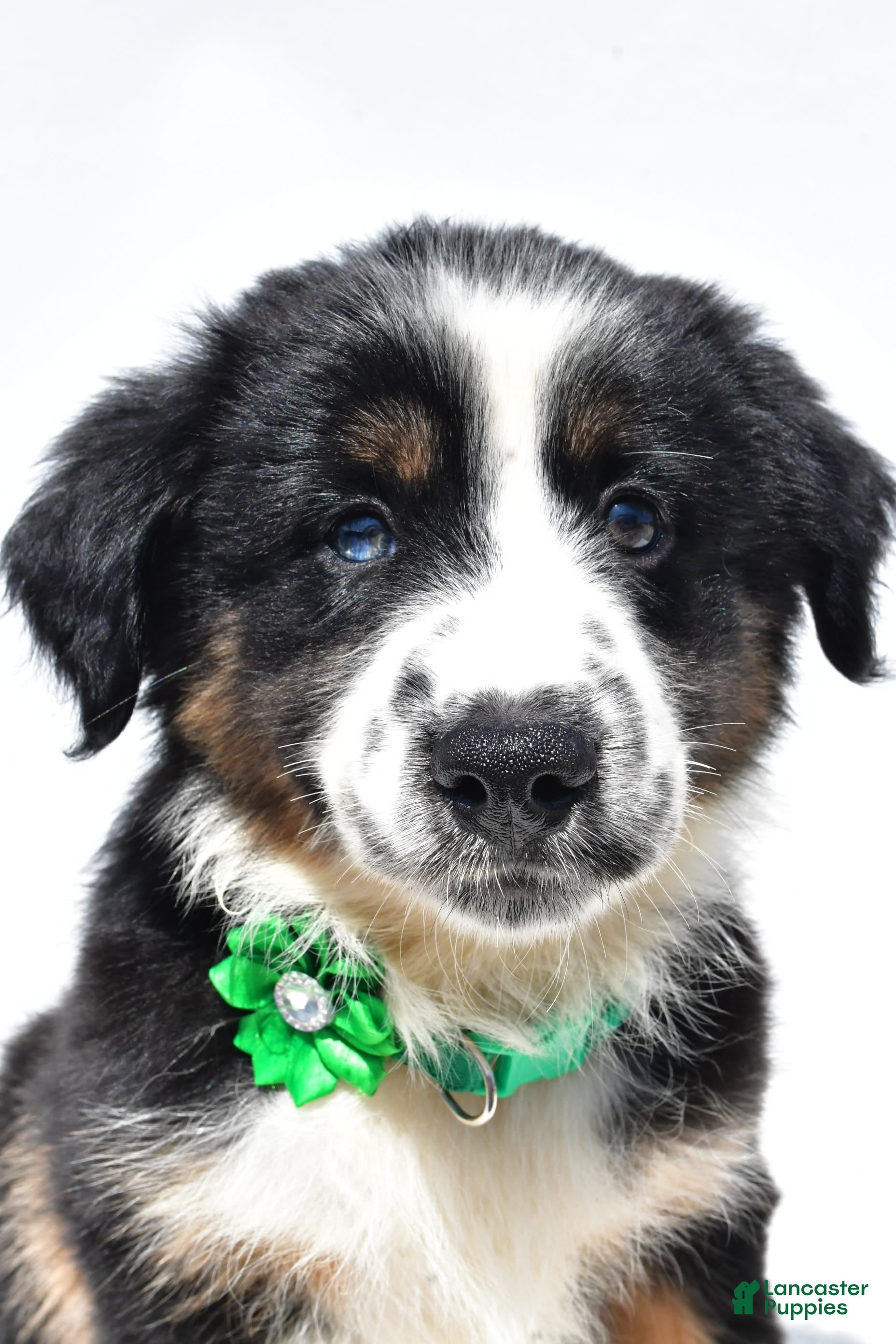 Vedula Mini Aussies For Adoption Near Me Pet Rescue One Of A Kind