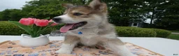Welsh Corgi Pembroke dogs for sale: Puppy 2 Kody - Ad 4