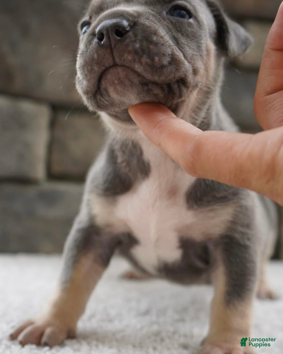 American Bully dogs Girl 4 - Ad 11