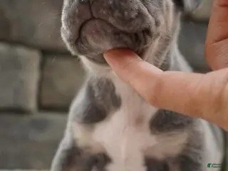 American Bully dogs Girl 4 - Ad 11