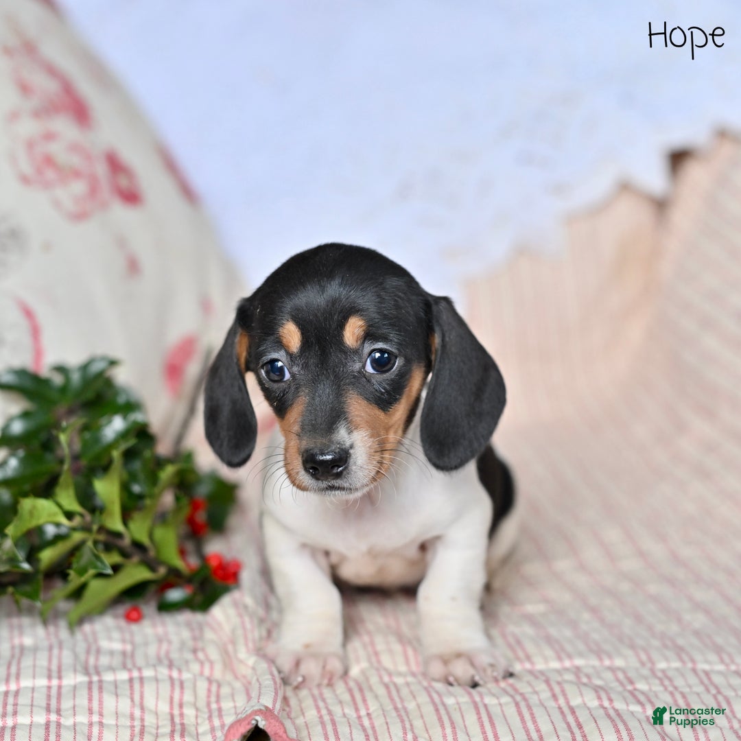 Miniature Dachshund dogs for sale: Hope - Ad 5
