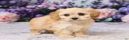 Cavachon dogs for sale: Asher - Ad 4