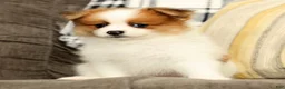 Pomeranian dogs for sale: Mason - Ad 4