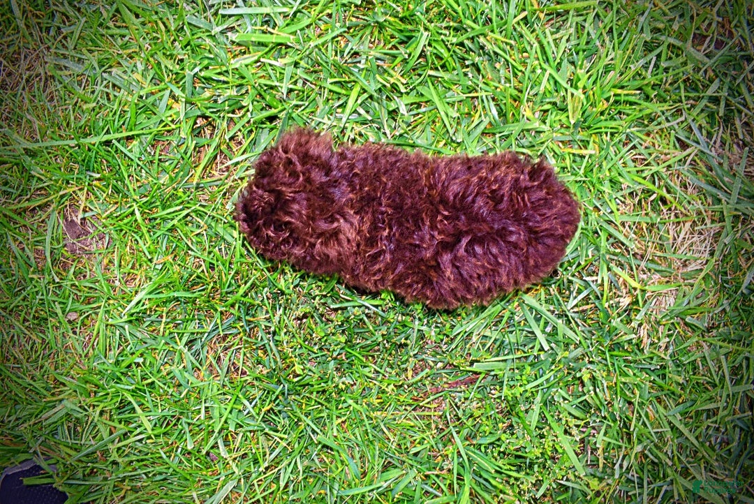 Havapoo dogs for sale: Muppet - Ad 7