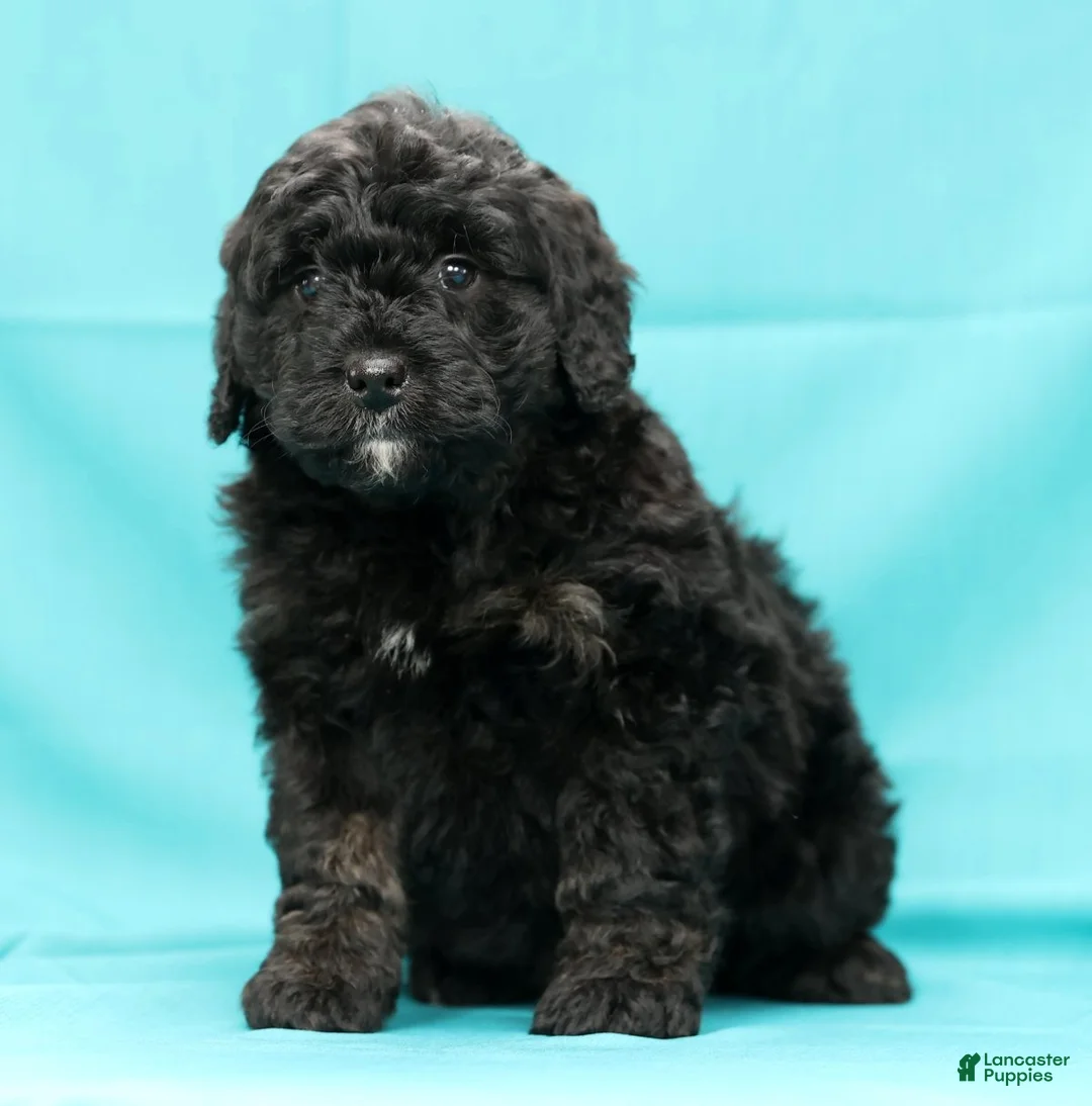 Mini Bernedoodle dogs for sale: Chip - Ad 2