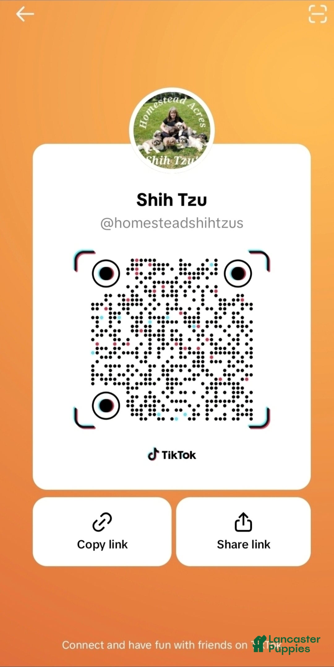 Shih Tzu dogs for sale: Nox - Ad 11