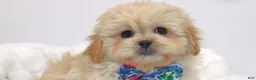 Pekapoo dogs for sale: Pekapoo 1 - Ad 1