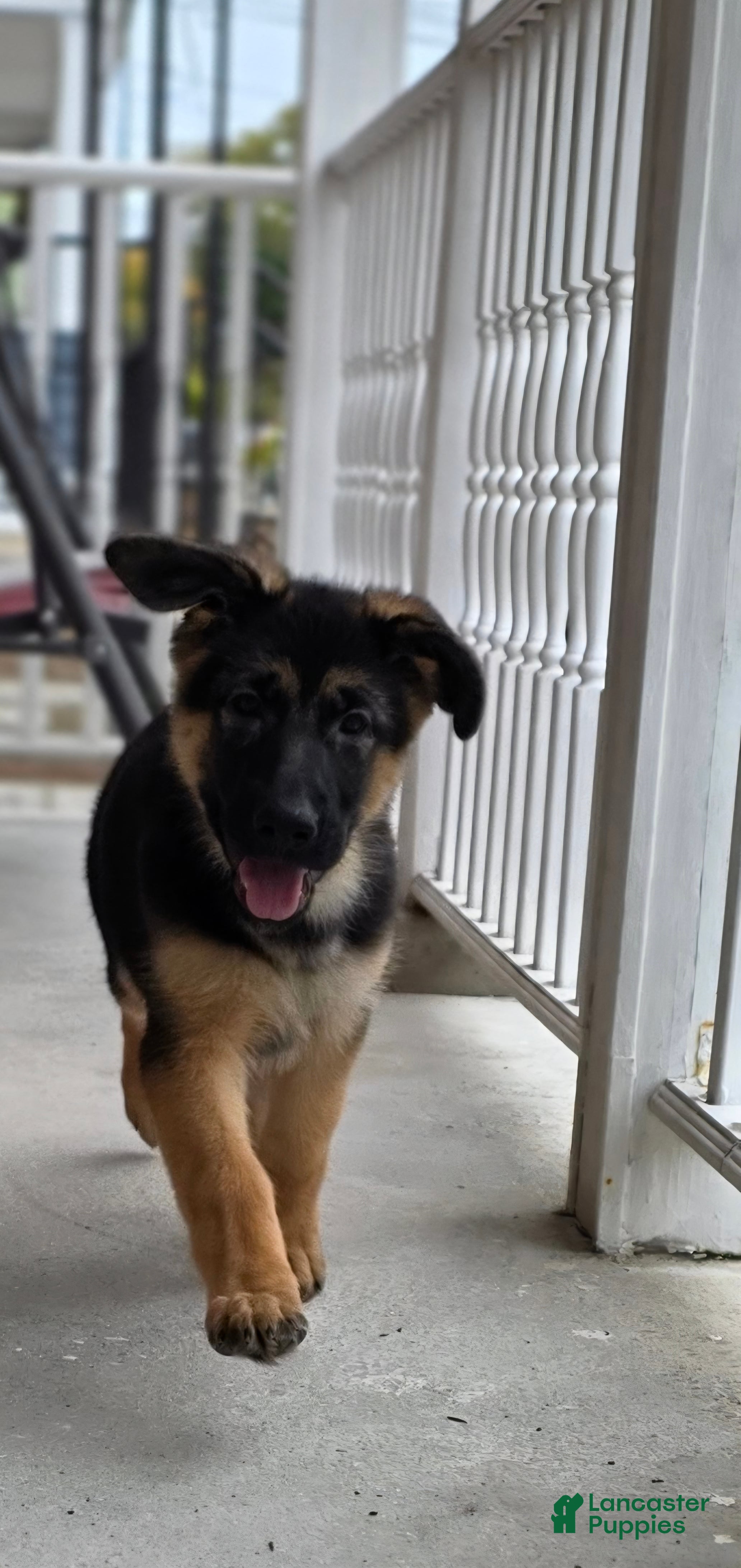German Shepherd dogs RITA 🐾 - Ad 2