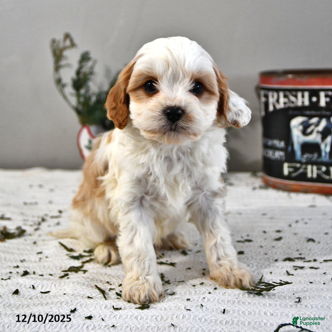 Cavapoo dogs for sale: Baxter - Ad 2