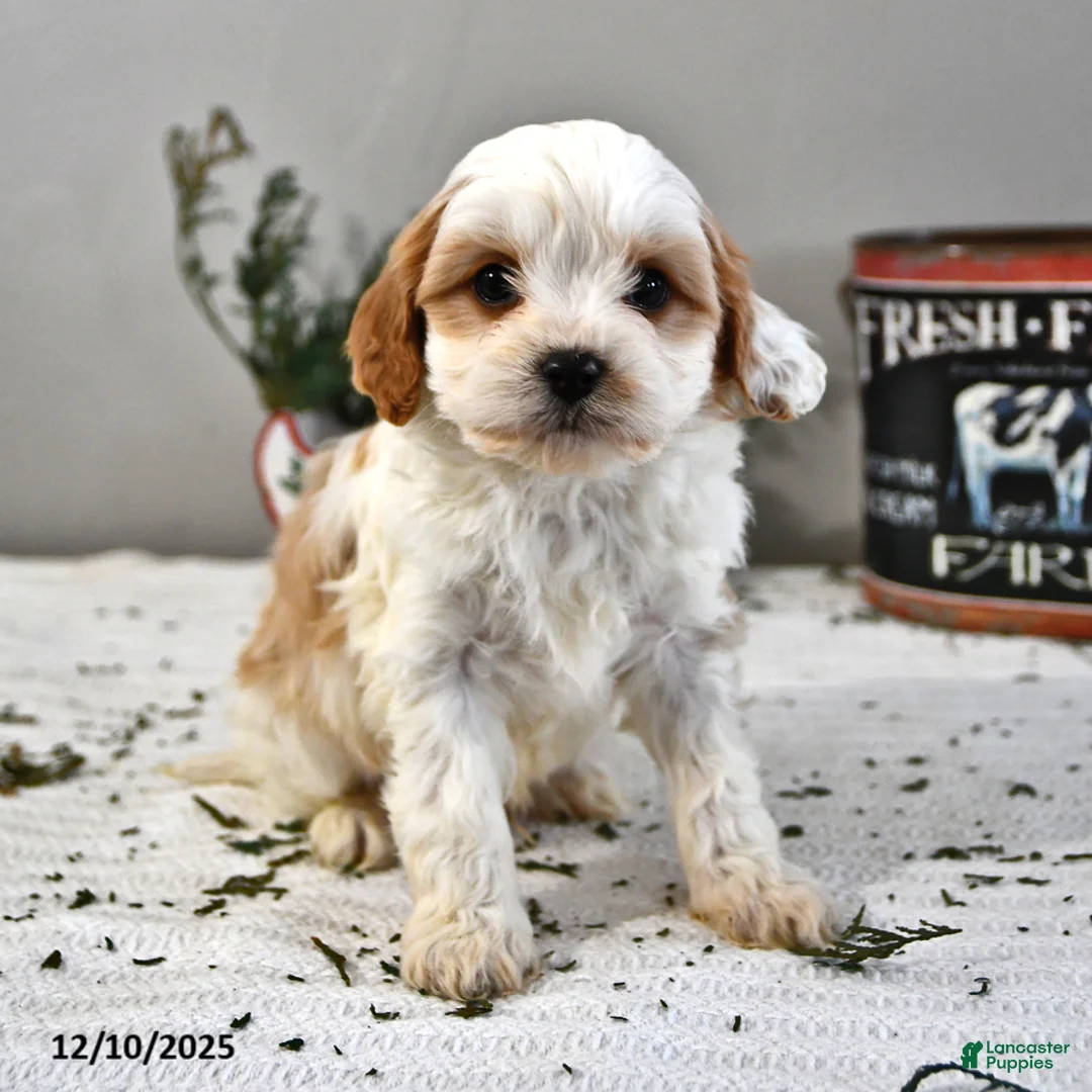 Cavapoo dogs for sale: Baxter - Ad 2