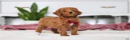 Mini Goldendoodle dogs for sale: Brodie - Ad 5