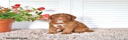 Mini Goldendoodle dogs for sale: Omar - Ad 4