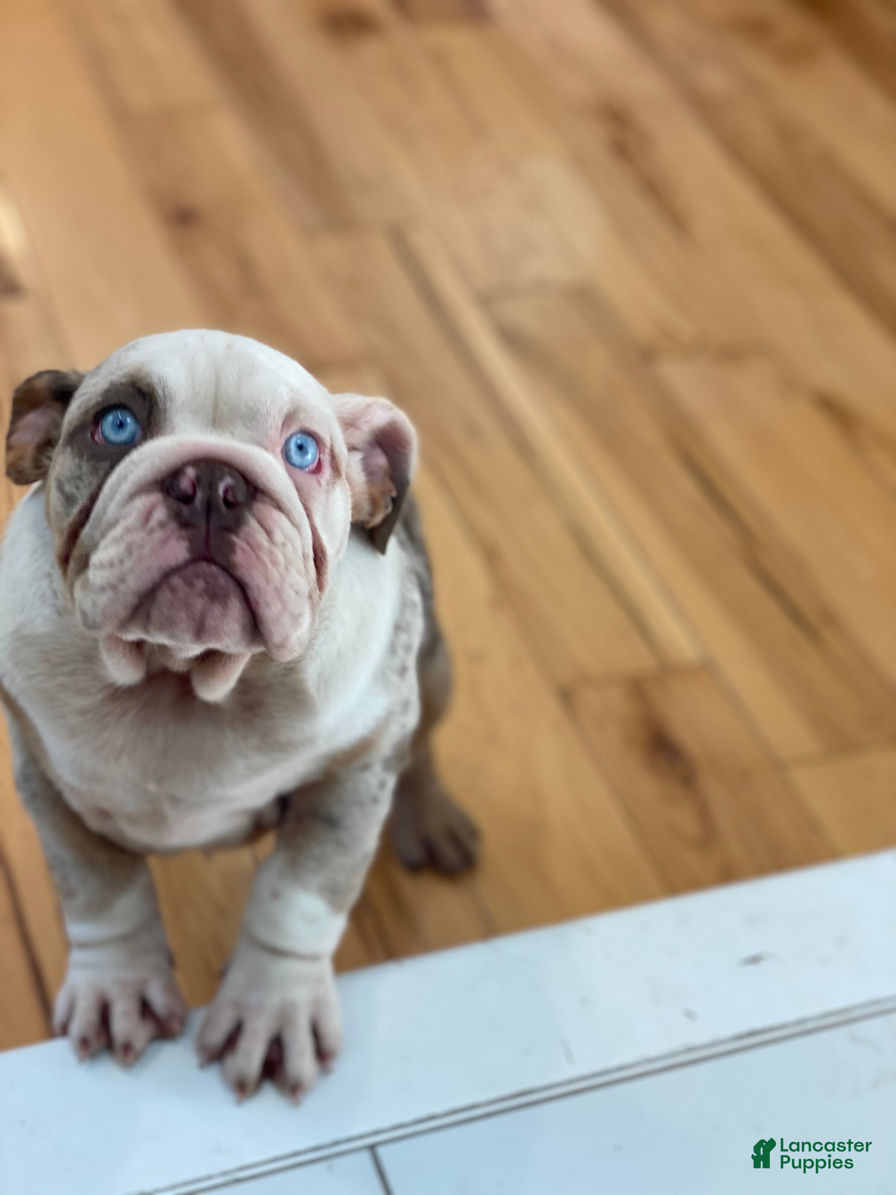 English Bulldog dogs Daisy - Ad 28