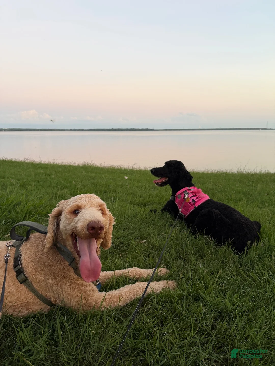 Labradoodle dogs for sale: Labradoodle 1 - Ad 2