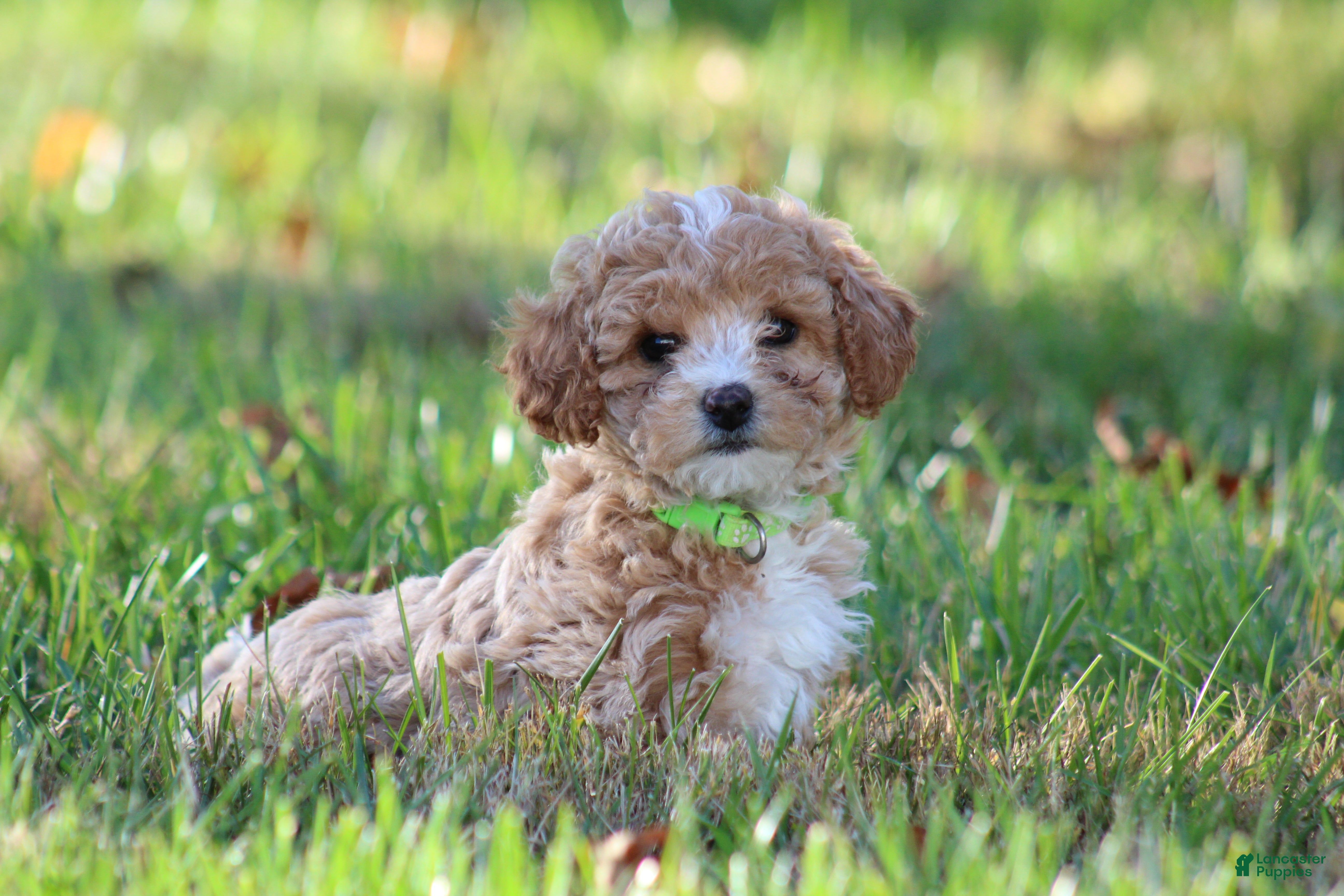 Bichpoo dogs for sale: Addie - Ad 1