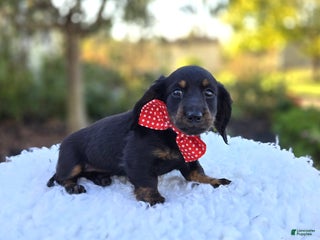 Miniature Dachshund dogs - Ad 35