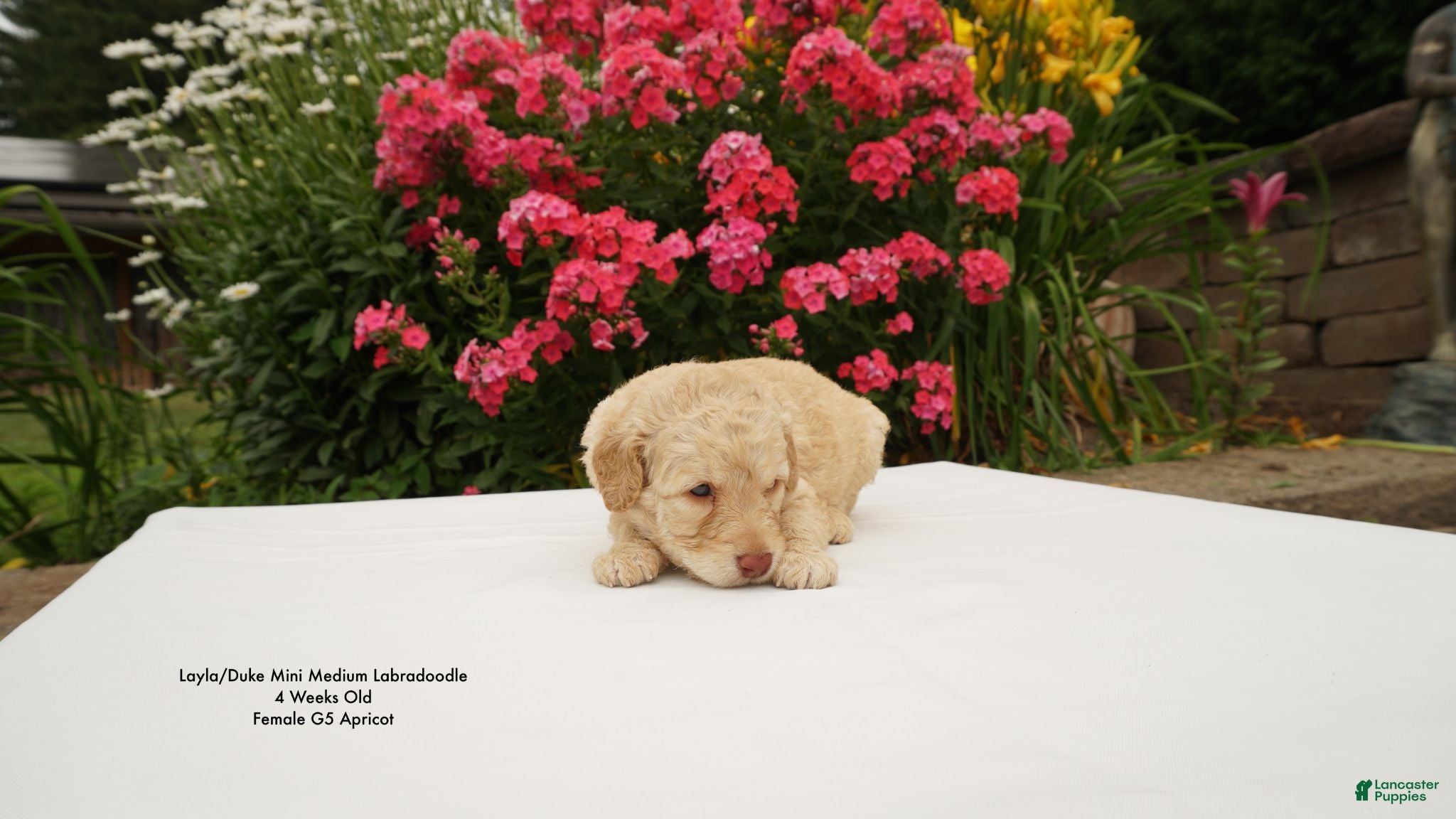 Miniature Labradoodle dogs LD G5 - Ad 2