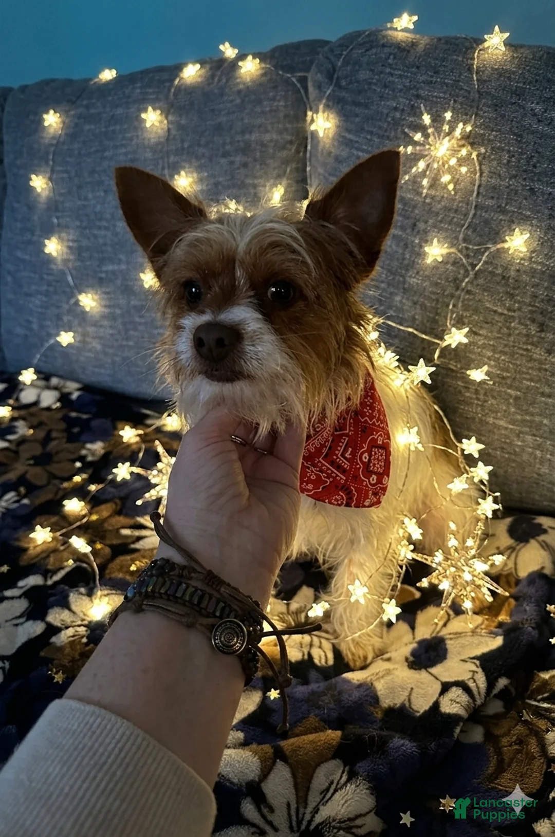 Yorkshire Terrier dogs for sale: AKC Cash - Ad 1