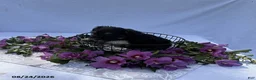 Miniature Schnauzer dogs for sale: Hailey - Ad 2