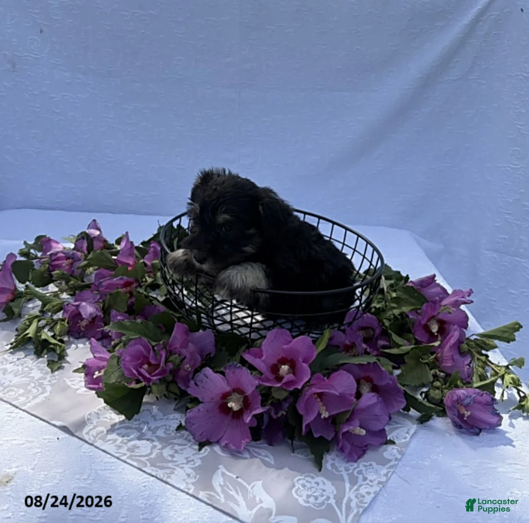 Miniature Schnauzer dogs for sale: Hailey - Ad 2