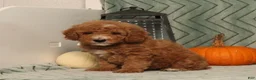 Miniature Poodle dogs for sale: Goofy - Ad 2