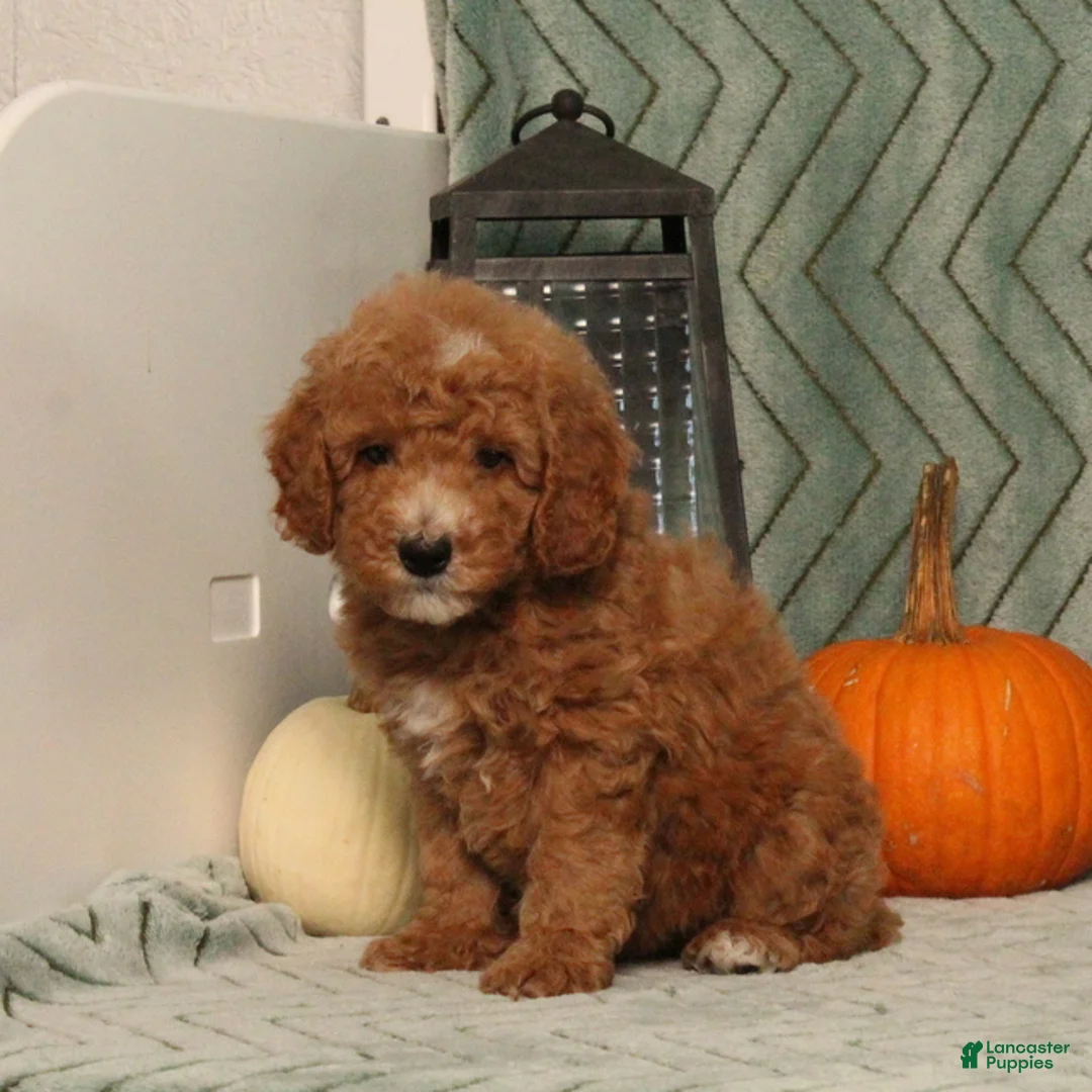 Miniature Poodle dogs for sale: Goofy - Ad 2