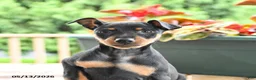 Miniature Pinscher dogs for sale: Frisbee - Ad 3