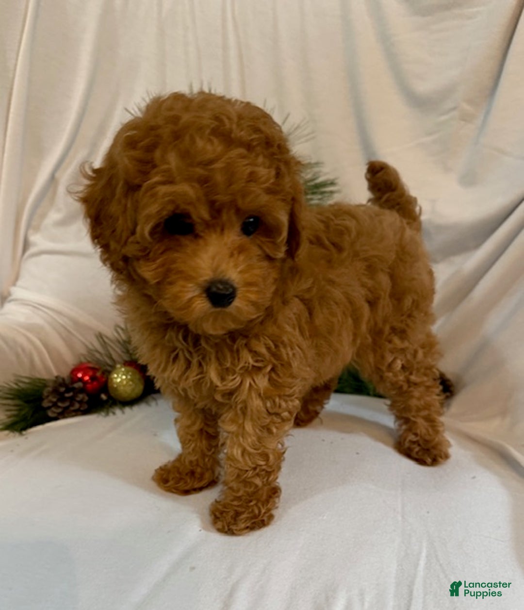 Toy Poodle dogs for sale: Grant - Ad 2
