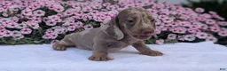 Miniature Dachshund dogs for sale: Kona - Ad 4