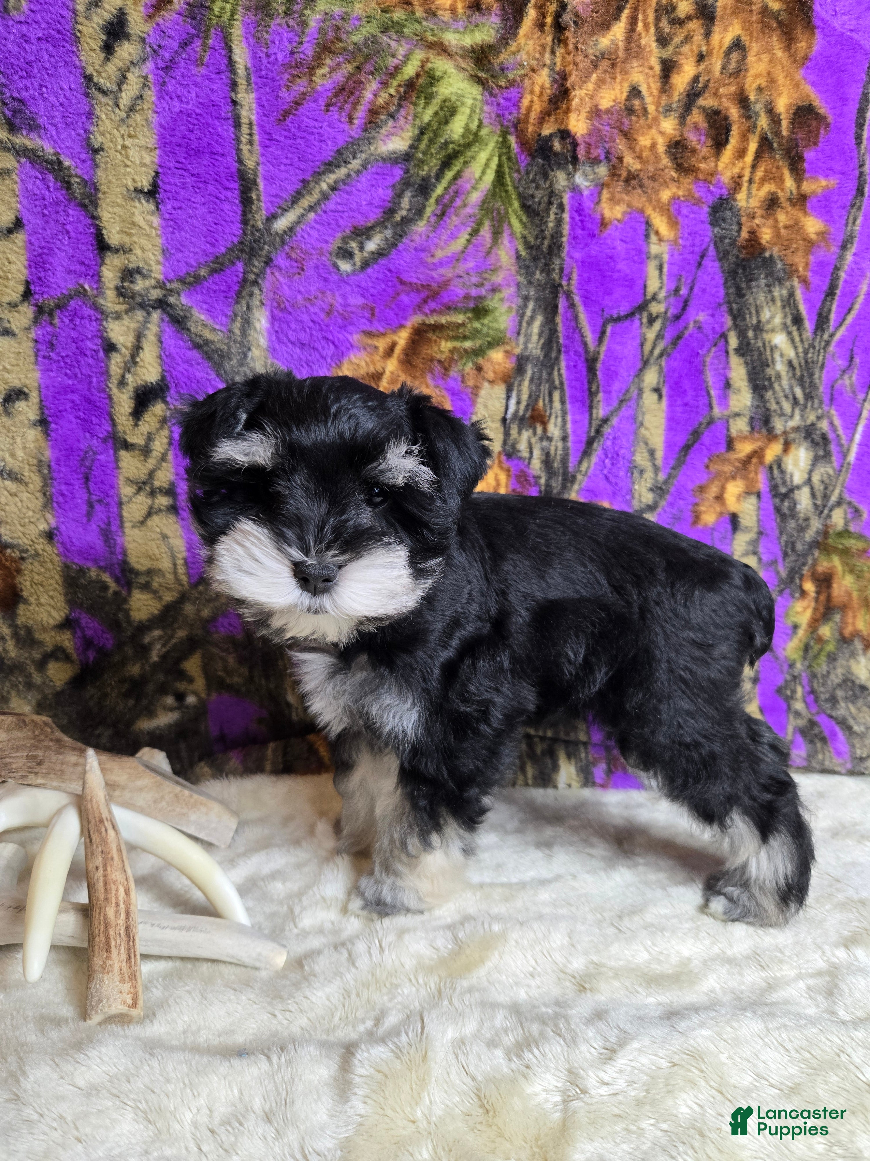 Miniature Schnauzer dogs Molly - Ad 25
