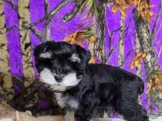 Miniature Schnauzer dogs Molly - Ad 24