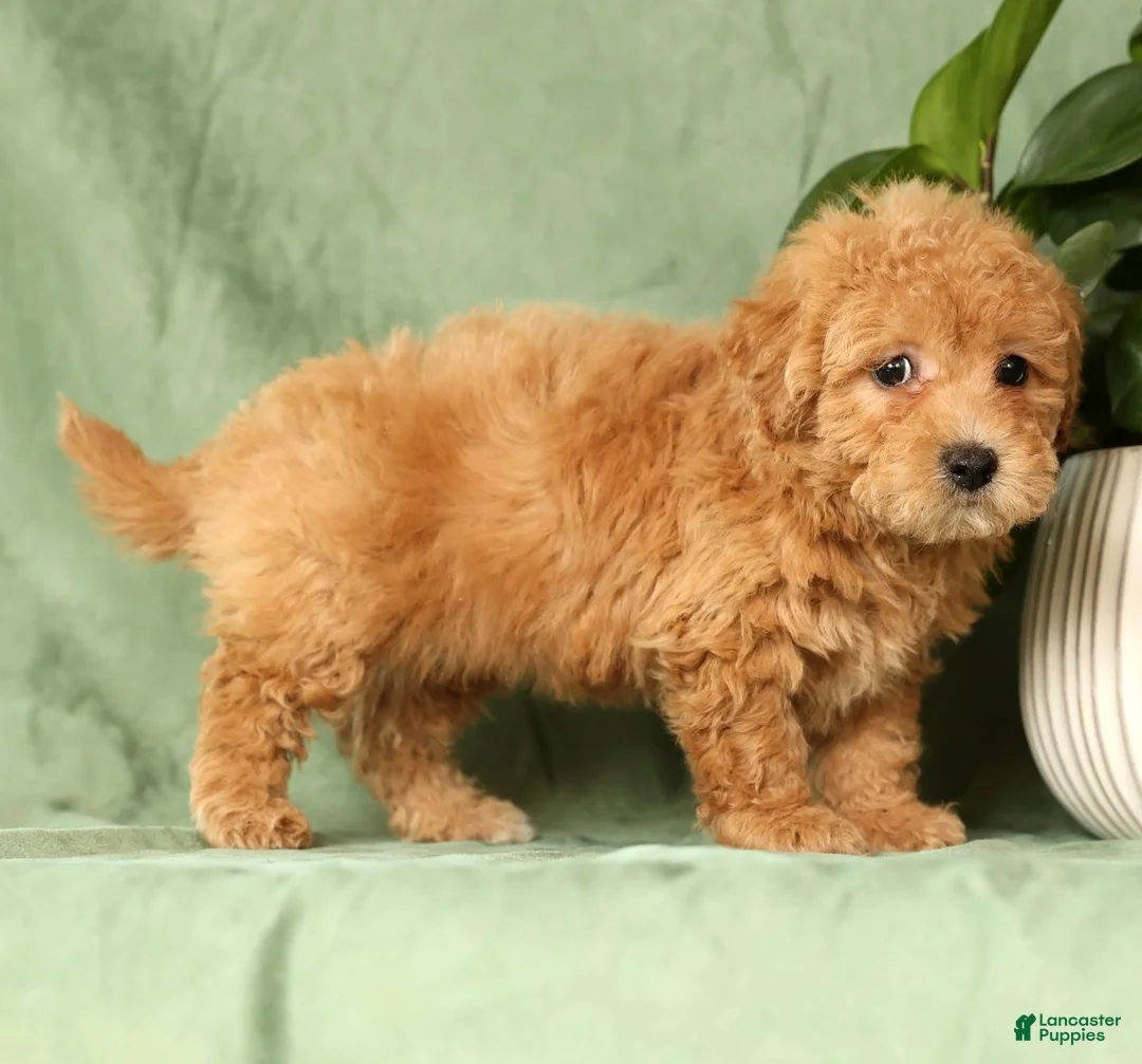 Bichpoo dogs for sale: Hazel - Ad 7