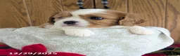 Cavalier King Charles Spaniel dogs for sale: Toby - Ad 2