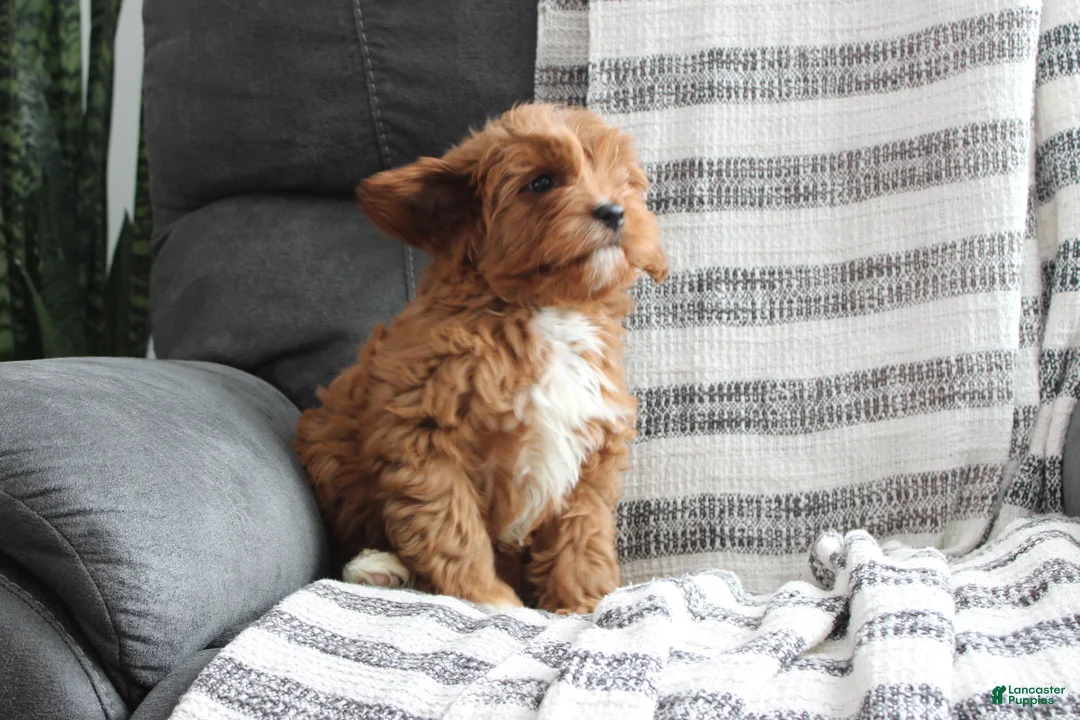 Cavapoo dogs for sale: Cavapoo Puppy 1 - Ad 4